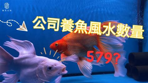 養魚隻數|養魚招財：最佳魚隻數量